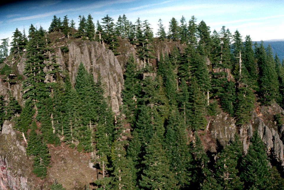 Old growth Forest Mt Hood National Forest-2.jpg