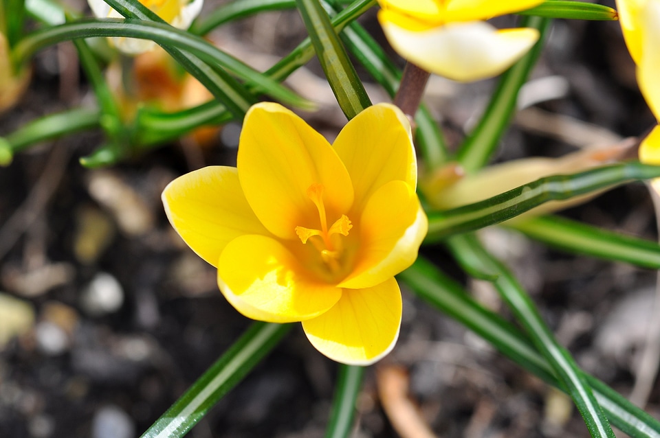 Bloom plant spring