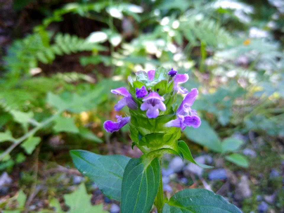 Self-heal or prunella vulgaris at Verlot, Mt. Baker-Snoqualmie National Forest. Photo taken by Anne Vassar July 26, 2020