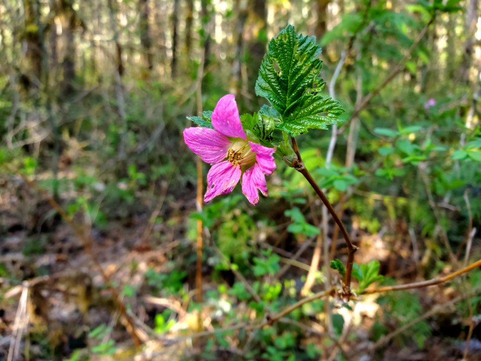 Salmonberry on the Mt. Baker-Snoqualmie National Forest. Photo by Anne Vassar April 20/21, 2021.