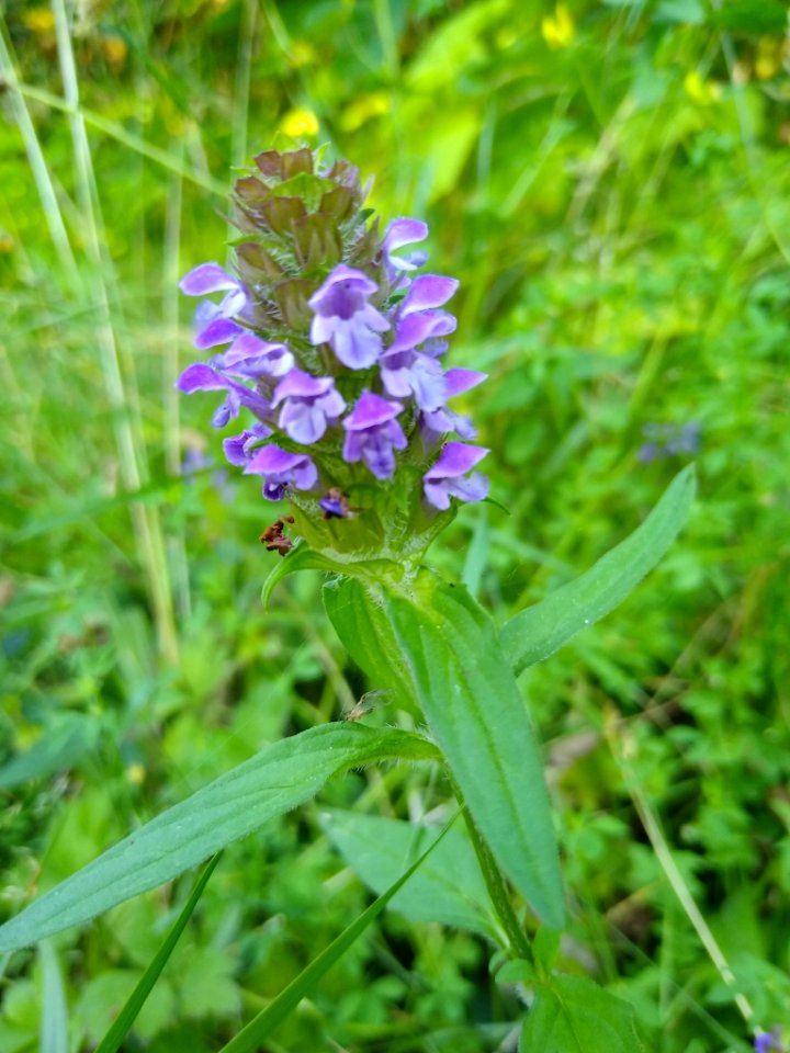 Self-heal near the Old Sauk Trail, Mt. Baker-Snoqualmie National Forest. Photo by Anne Vassar July 30, 2020.