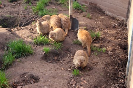 Zebra mongoose