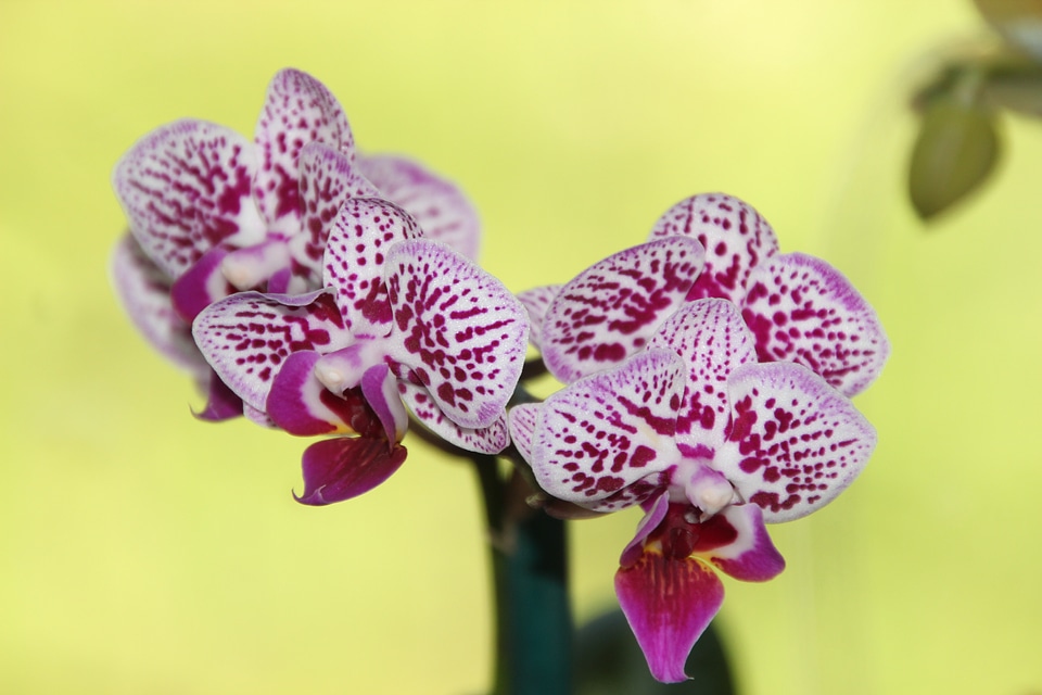 Flora plant bloom