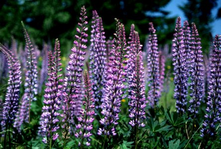 Field of Purple Lupine.jpg