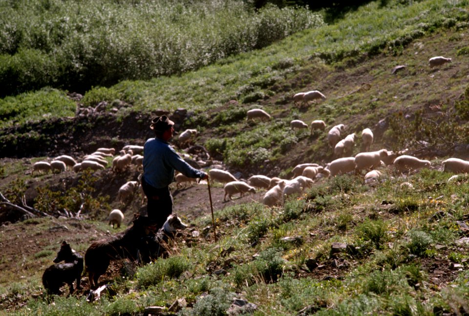 239 Herdsman near Harts Pass, Okanogan Nat'l Forest  1968