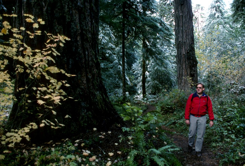 Recreation, hiker hiking in old growth stand, Mt Hood National Forest