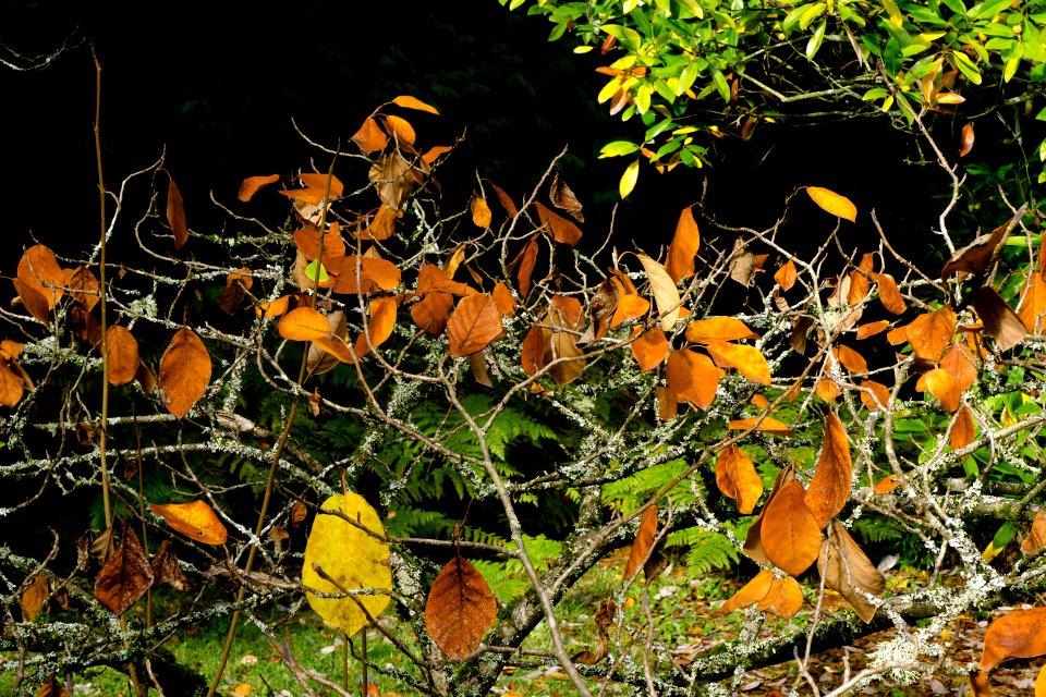 Washington Park Arboretum