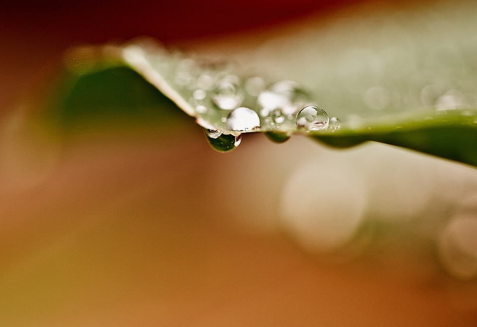 Rosa rain drops after the rain