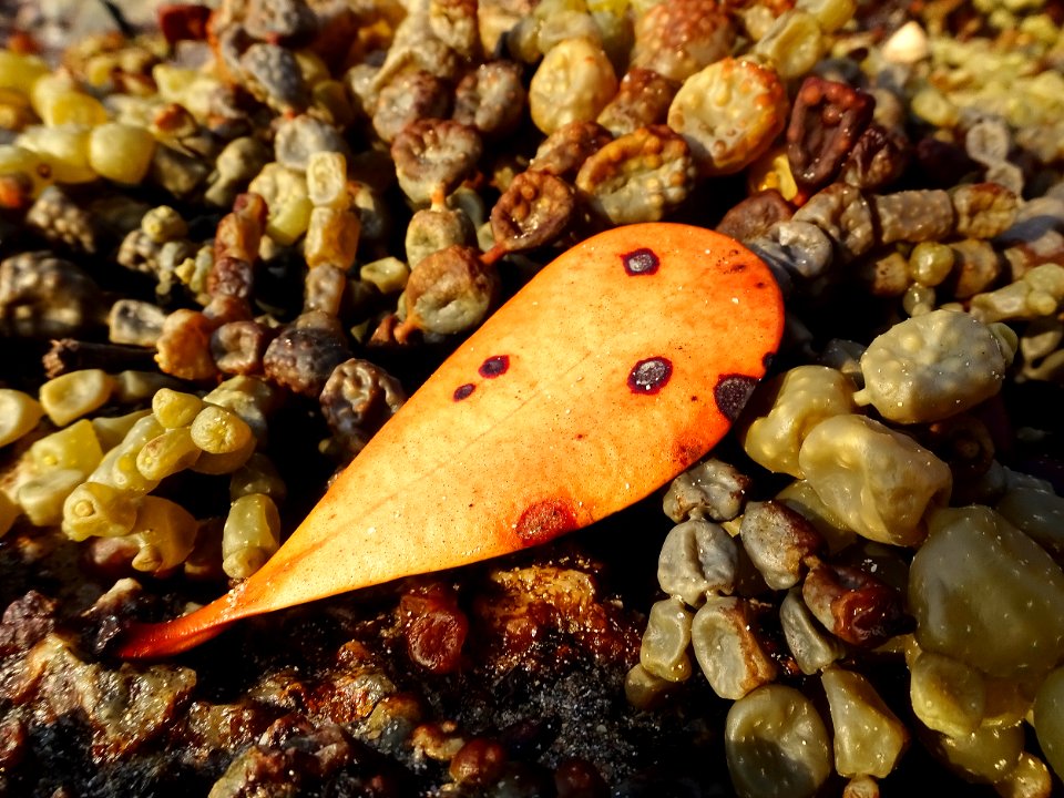 Amongst the seaweed