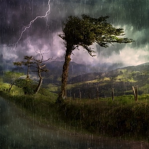 Reported forests trees