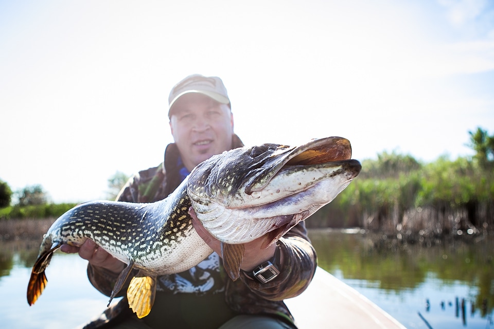 Fisherman catch pike