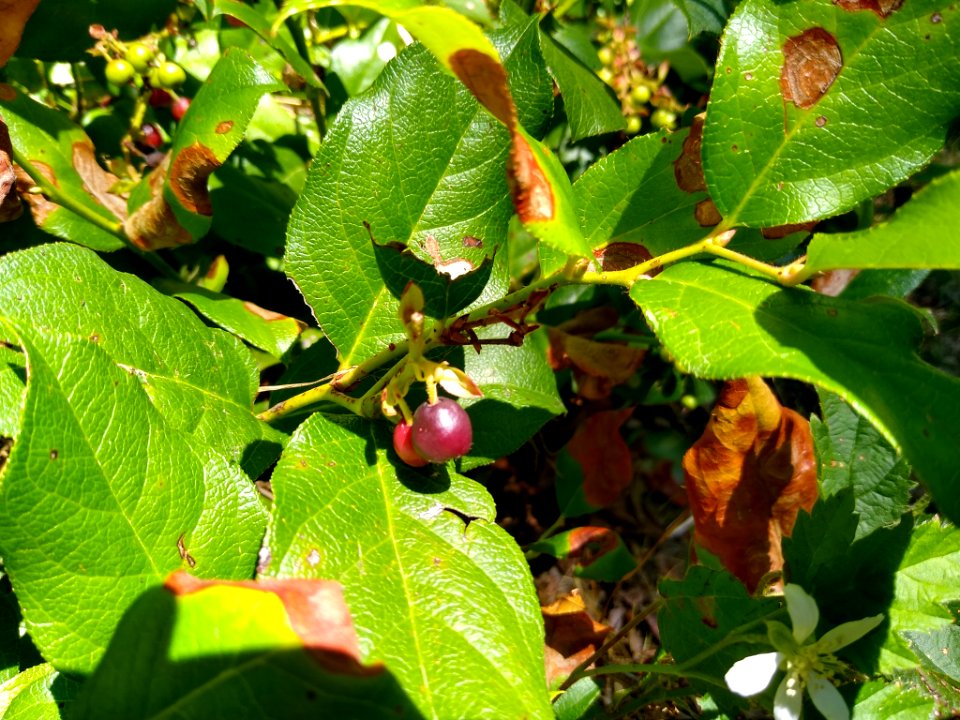 Salal at Verlot, Mt. Baker-Snoqualmie National Forest. Photo taken by Anne Vassar July 26, 2020