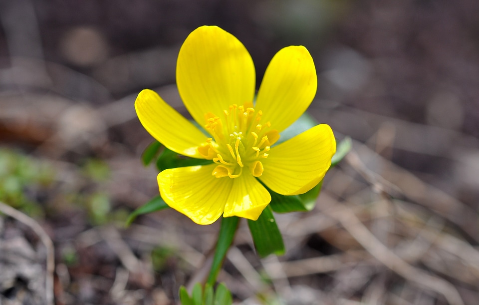 Harbinger of spring spring nature