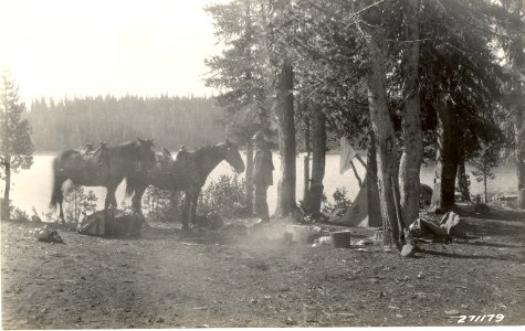 16100-10 Forester in camp with horses c1930