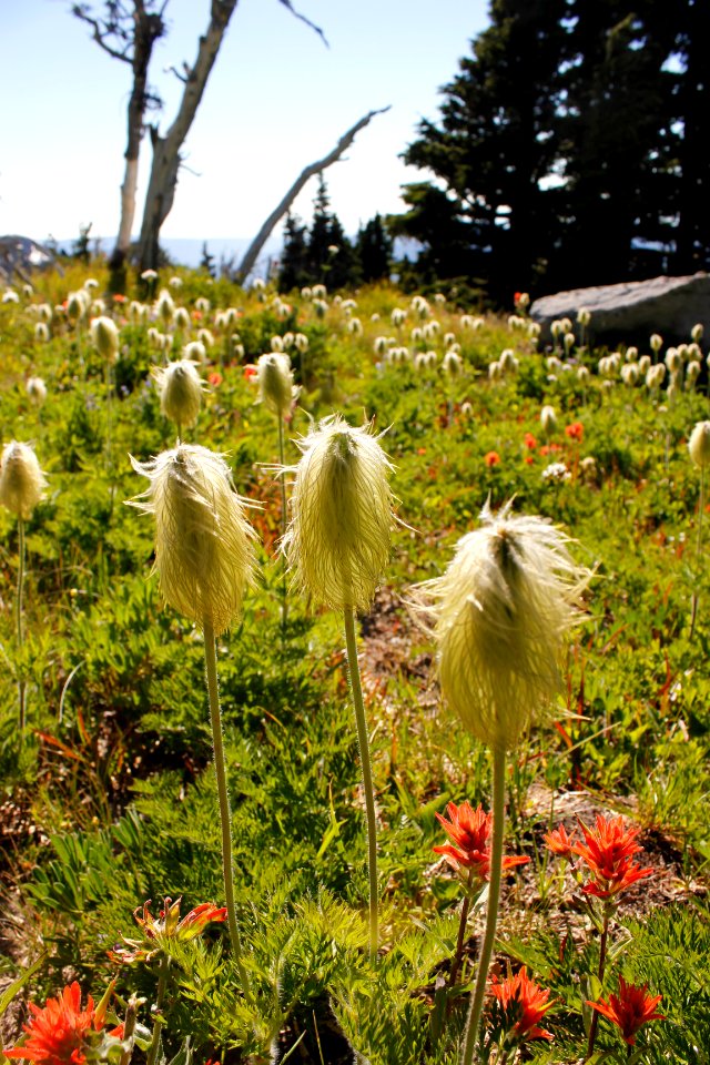 Anemone occidentalis (Western Pasqueflower) below Barrett Spur, Mount Hood Wilderness on the Mt. Hood National Forest