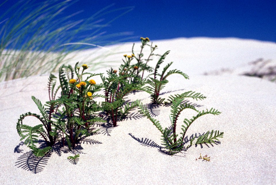 Wildflowers on Sand Dune.jpg