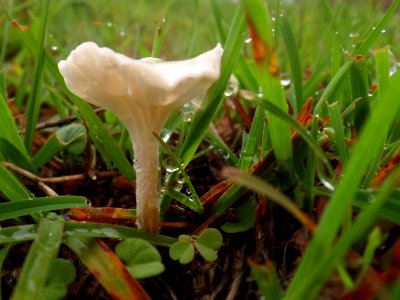 Tiny white toadstool in the rain photo