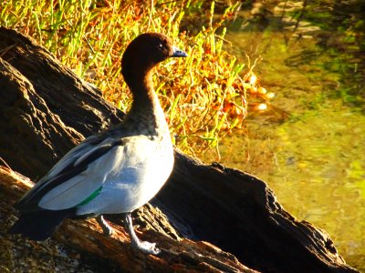 Contemplation photo