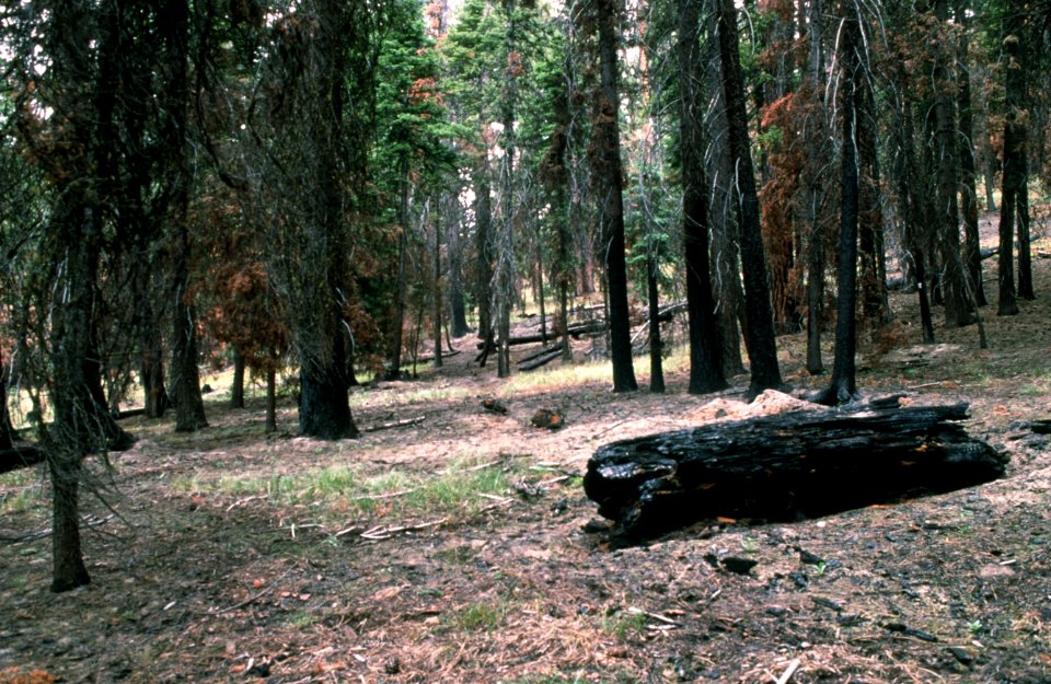 494B Photo point after prescribed fire, Ochoco National Forest