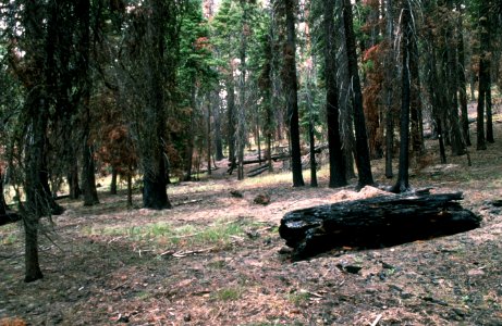 494B Photo point after prescribed fire, Ochoco National Forest