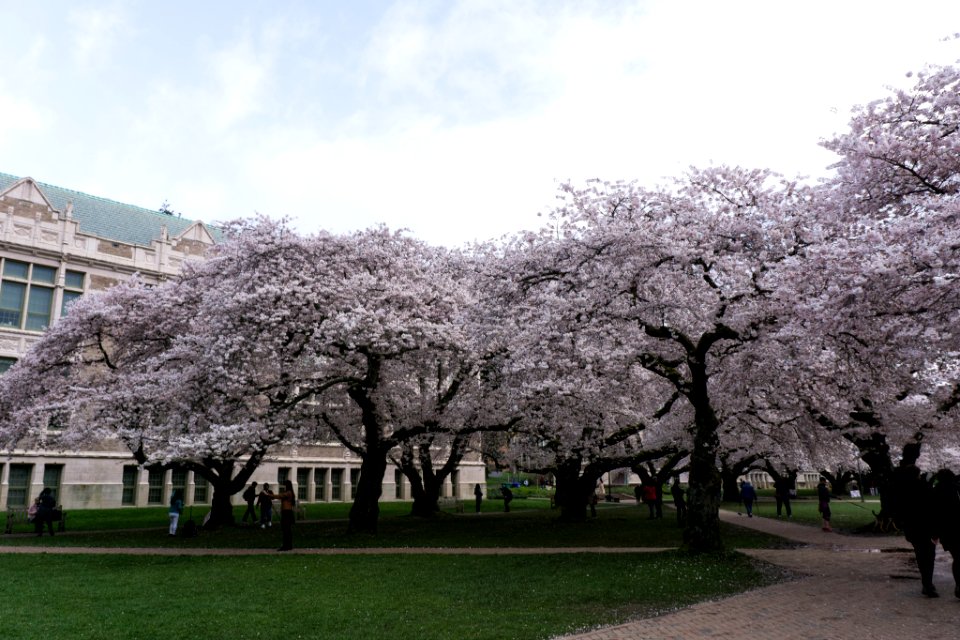 University of Washington Cherry Blossoms