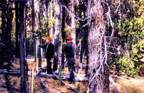 1950-s Logging on Paulina District 04
