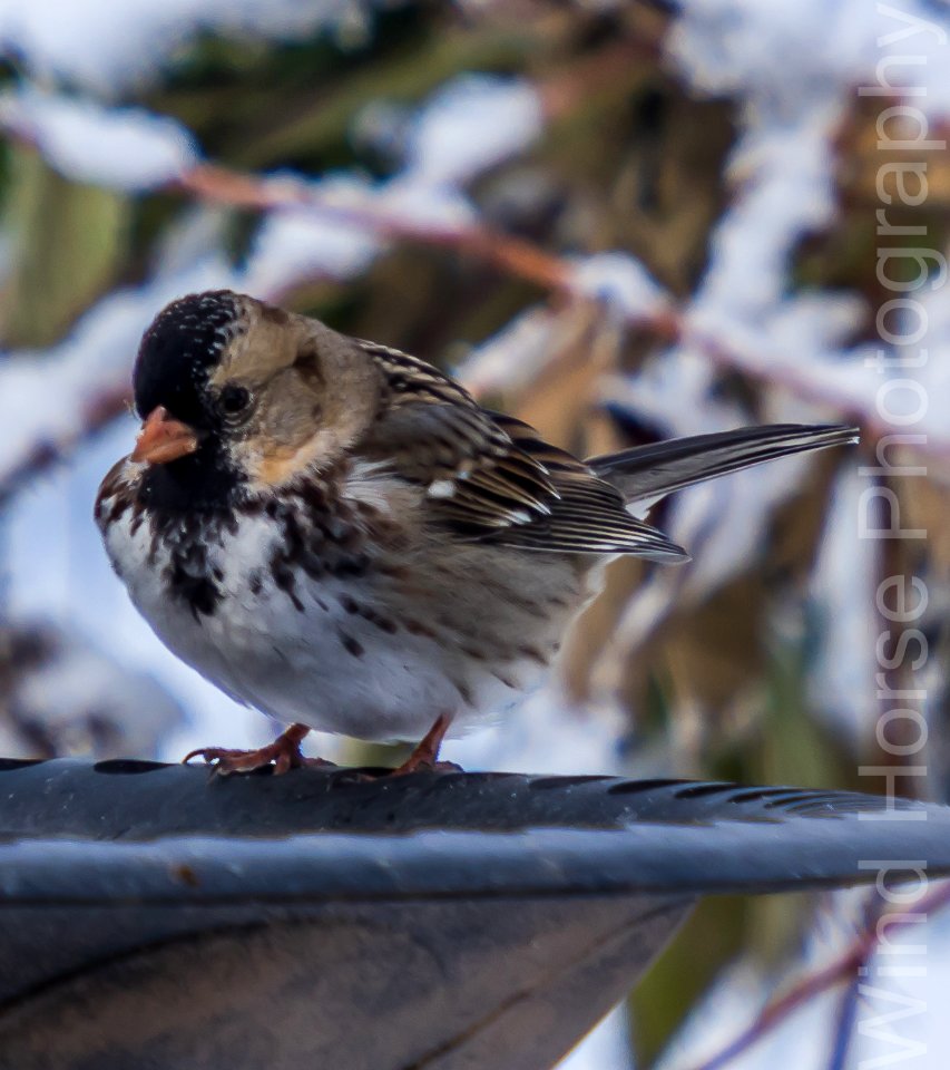 122515 Bird Feeder WH-15