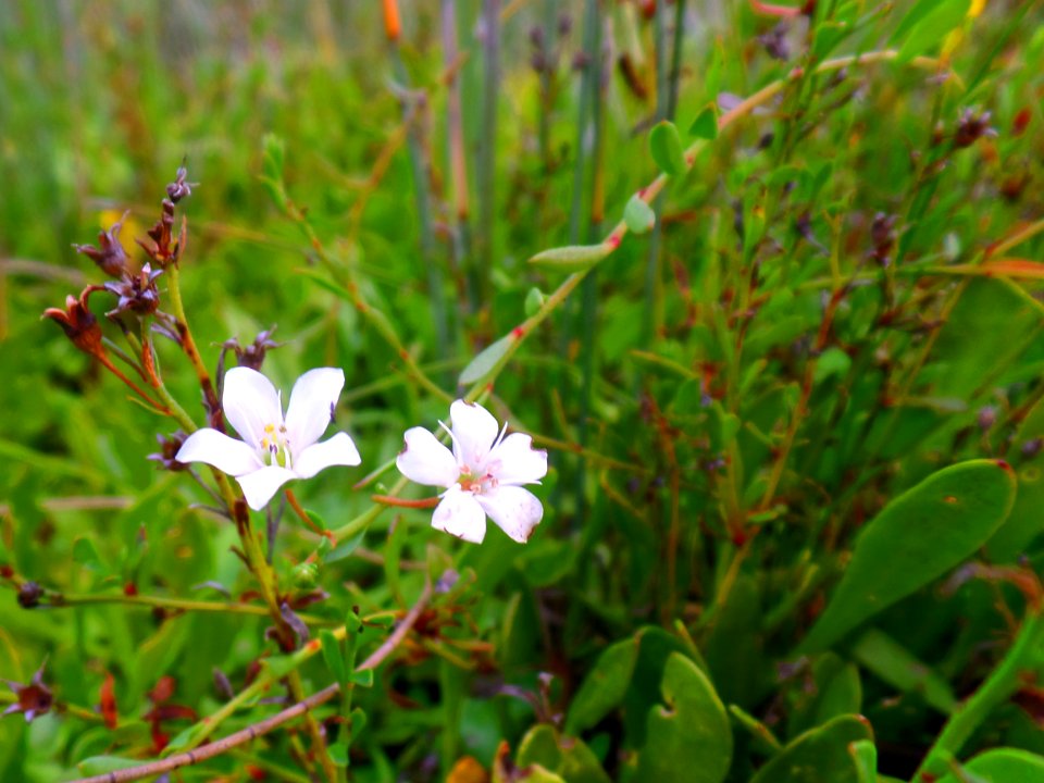 Autumn flowers photo