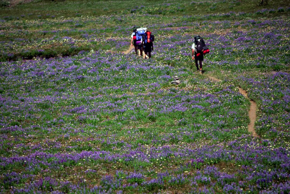Willamette National Forest Hikers on Pacific Crest Trail.jpg