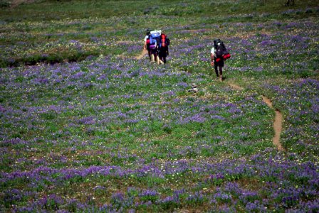 Willamette National Forest Hikers on Pacific Crest Trail.jpg