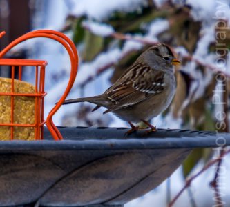 122515 Bird Feeder WH-11