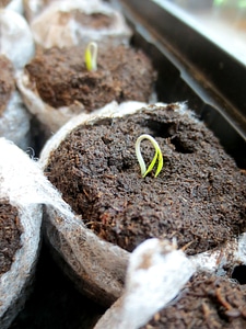 Growth green spring