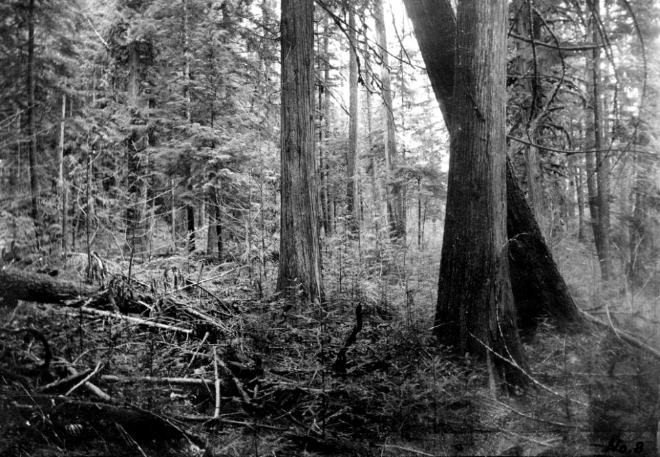 Cascade NF - No 8 Forest Area on Terrace South of McCredie Springs, OR