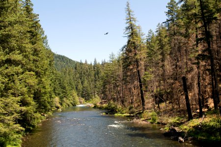 River recreation on the "Wild and Scenic" north Umpqua River