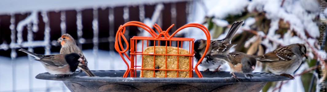 122515 Bird Feeder WH-12