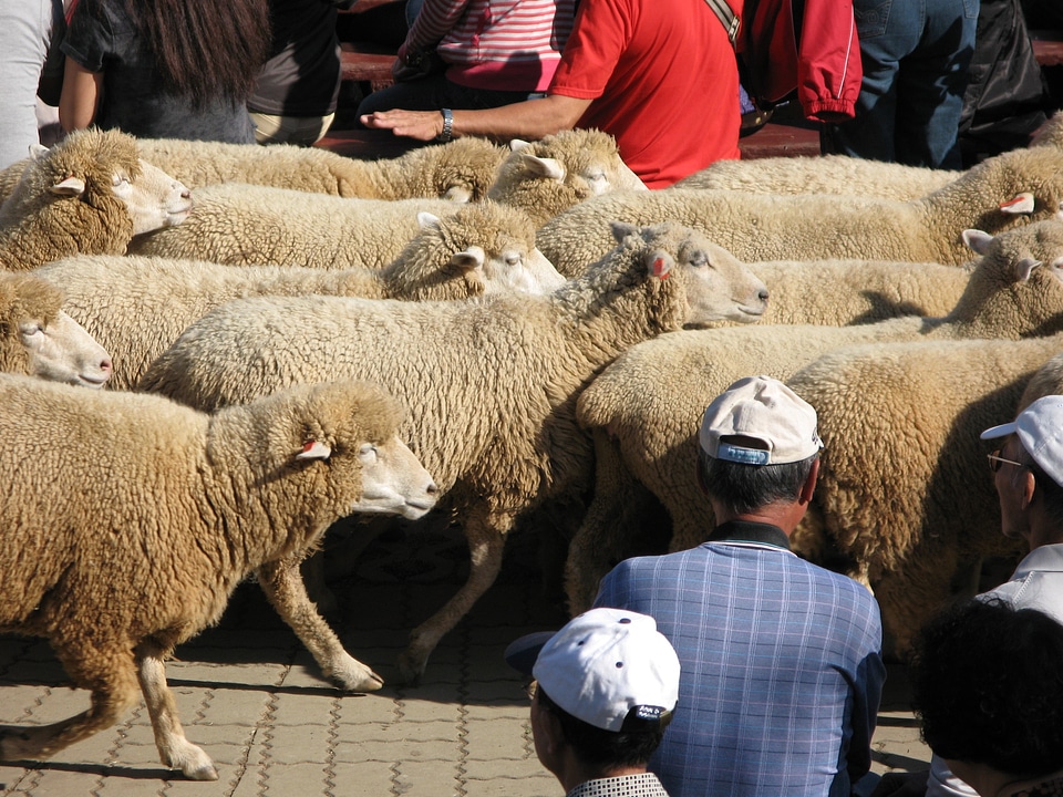 Sheep show travel brown king