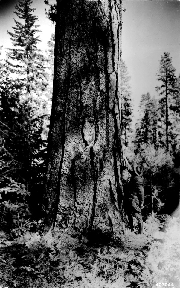 407044 Huge Ponderosa Pine 21'11, Columbia NF, WA 1936