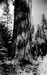 407044 Huge Ponderosa Pine 21'11, Columbia NF, WA 1936