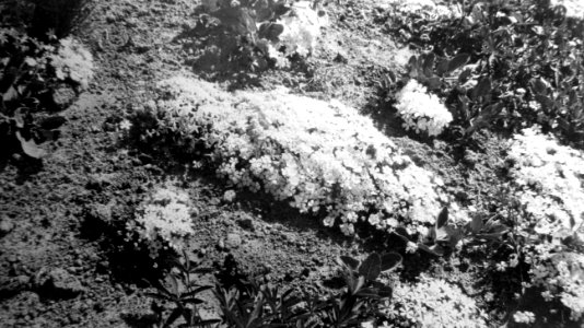 Mt. Hood Showing Phlox Plants, OR