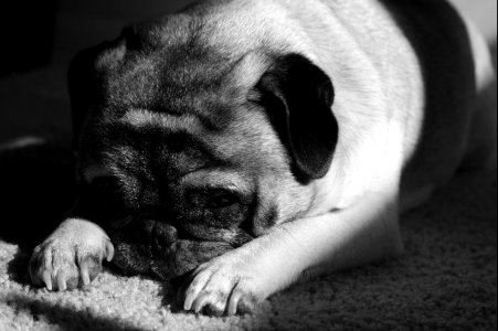 Axel, the pug. #2