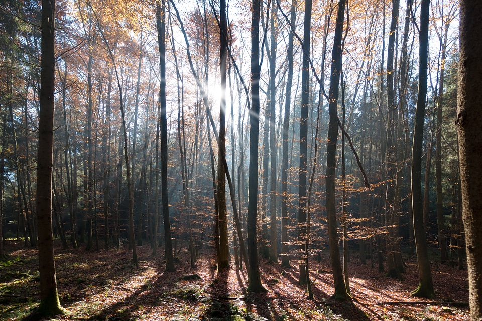 Tree nature autumn