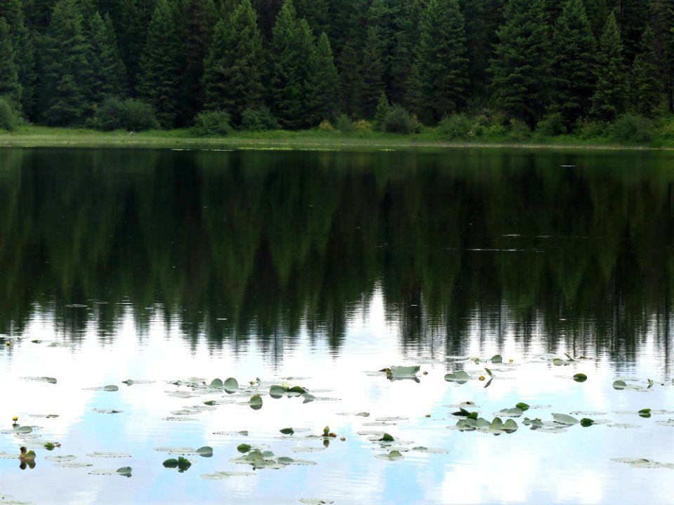 Colville NF Frater Lake June 2020 by Sharleen Puckett 27