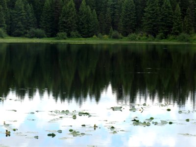 Colville NF Frater Lake June 2020 by Sharleen Puckett 27