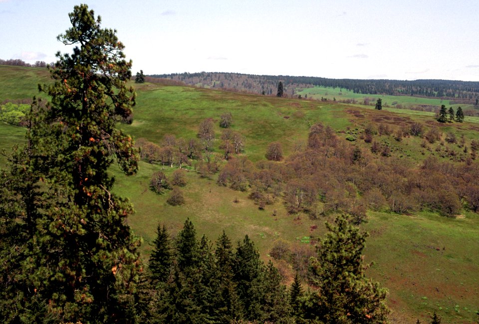 Catherine Creek, Columbia River Gorge NSA.jpg