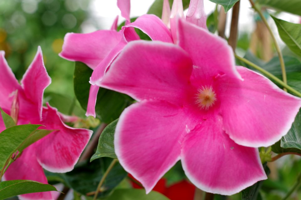 Flower 2