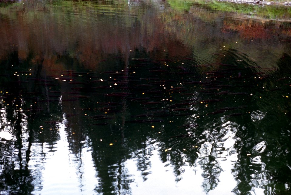 Salmon spawning, fisheries.jpg