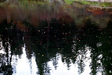 Salmon spawning, fisheries.jpg
