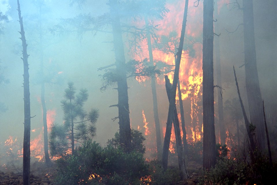 117 Rogue River-Siskiyou National Forest Biscuit Fire