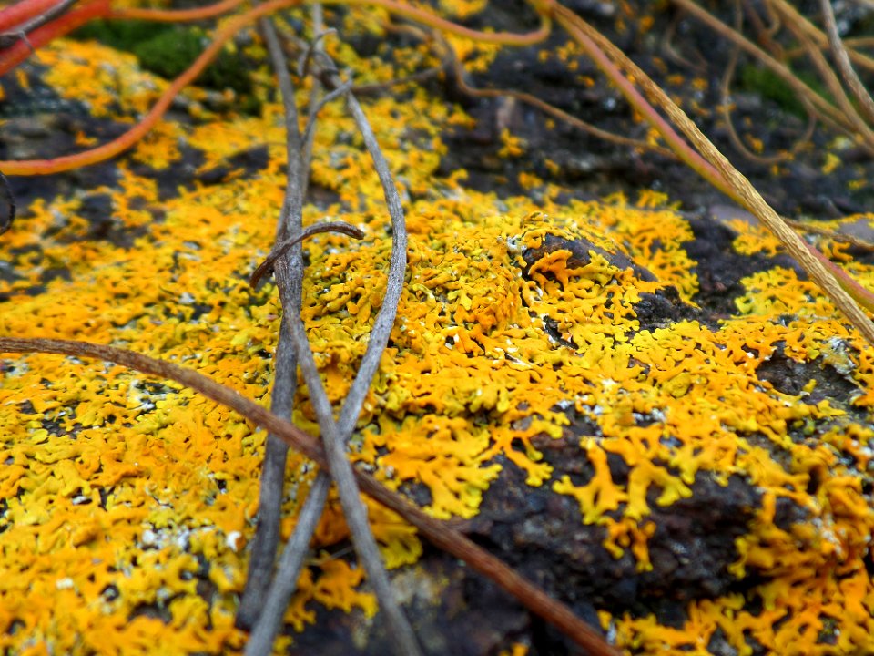 Colourful lichen at the beach photo