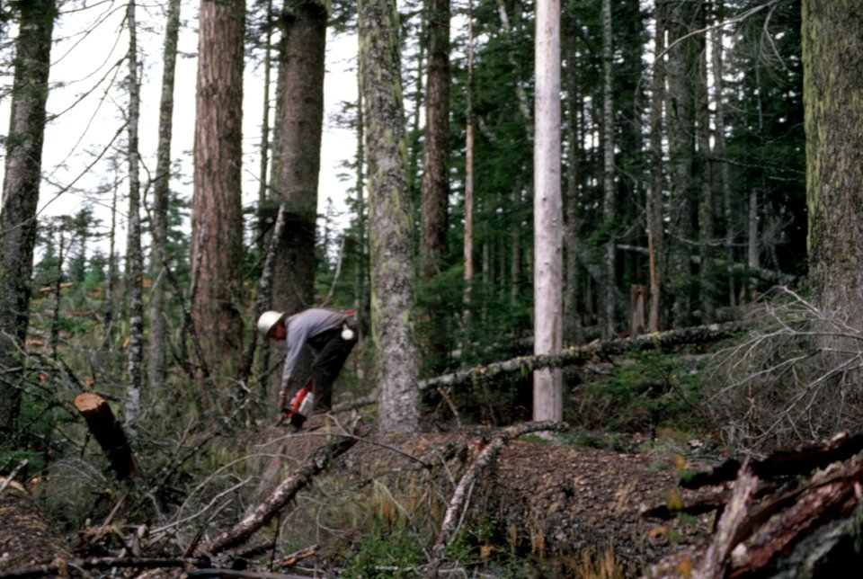 Gifford Pinchot National Forest, timber harvest operations-4.jpg
